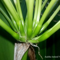 Crinum asiaticum L.